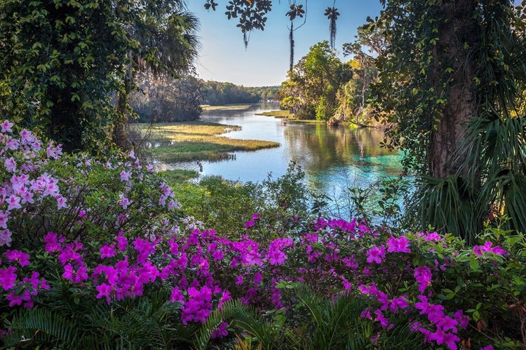 Picture of RAINBOW SPRINGS