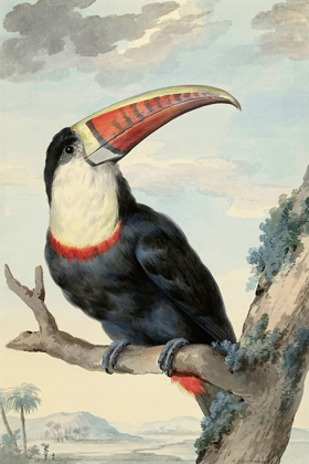 Picture of RED-BILLED TOUCAN, C. 1748