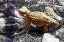 Picture of HORNED TOAD B-W PURPLE STRIPE