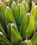 Picture of AGAVE