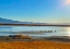 Picture of WILCOX-SANDHILL CRANES 3