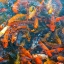 Picture of KOI POND II