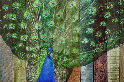 Picture of PEACOCK 3