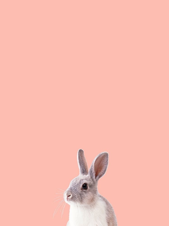 Picture of BUNNY