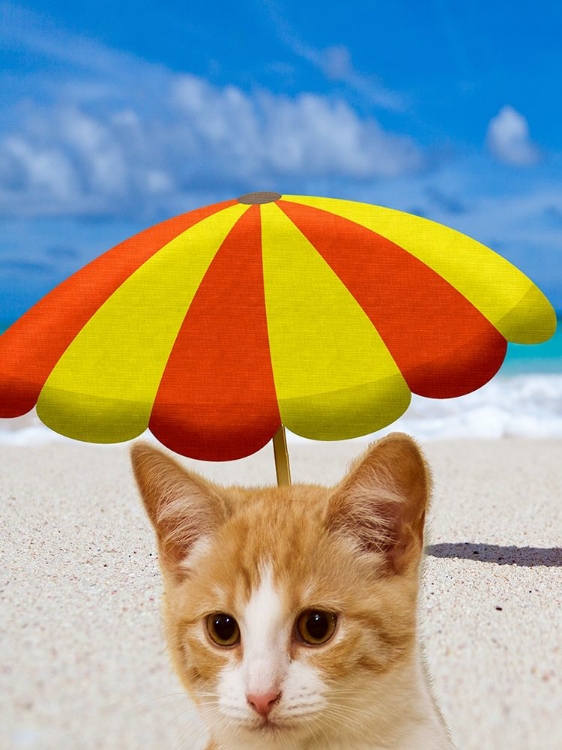 Picture of BEACH CAT