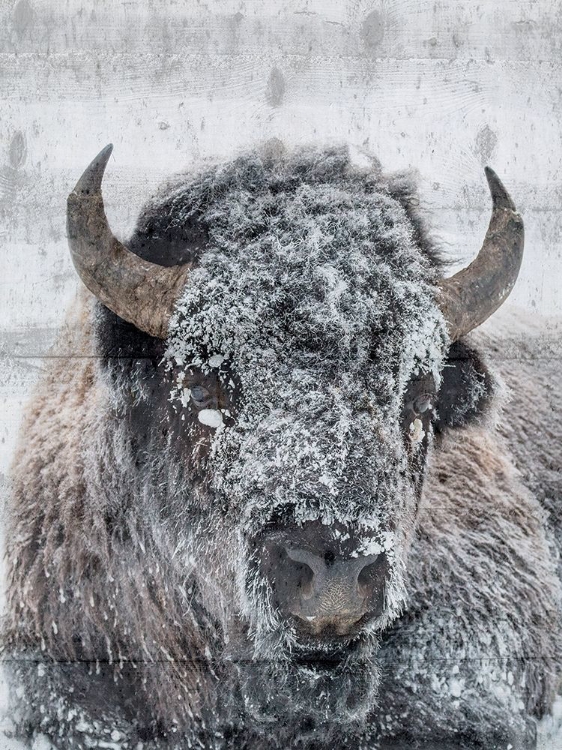 Picture of SNOW BISON