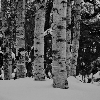 Picture of WINTER WOOD