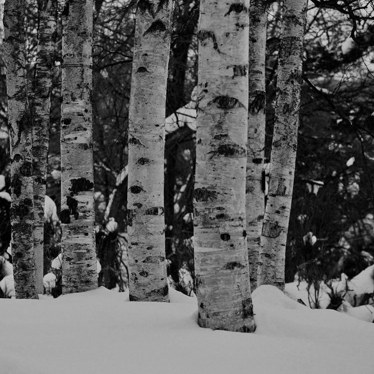 Picture of WINTER WOOD