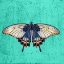 Picture of BUTTERFLY