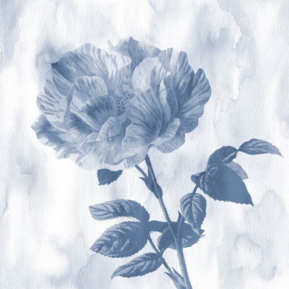 Picture of BLUE ROSE