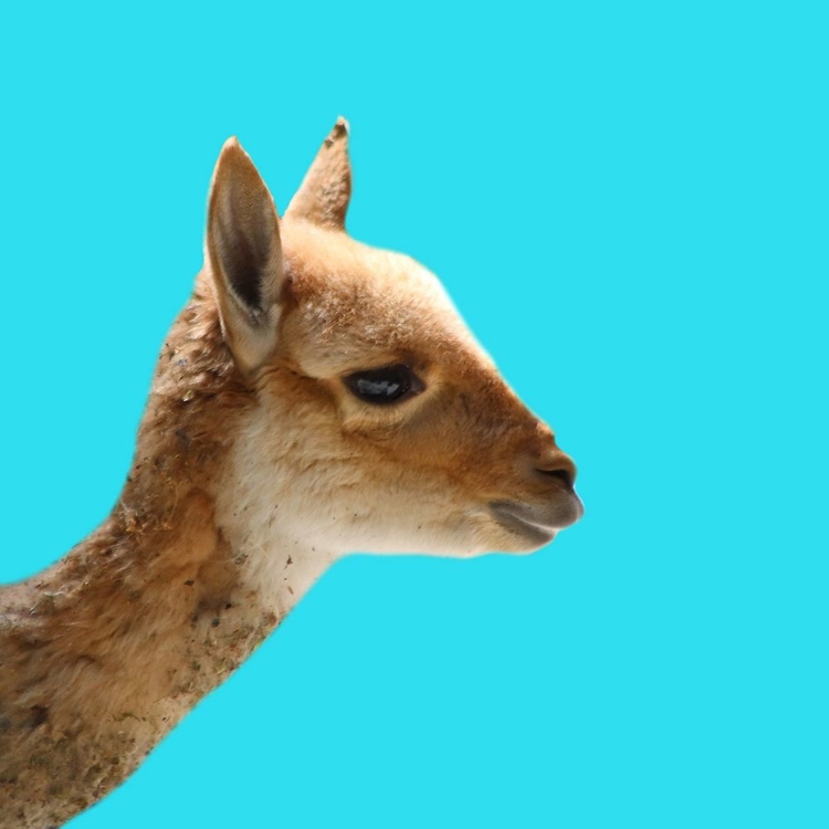 Picture of LLAMA