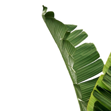 Picture of TROPICAL LEAVES