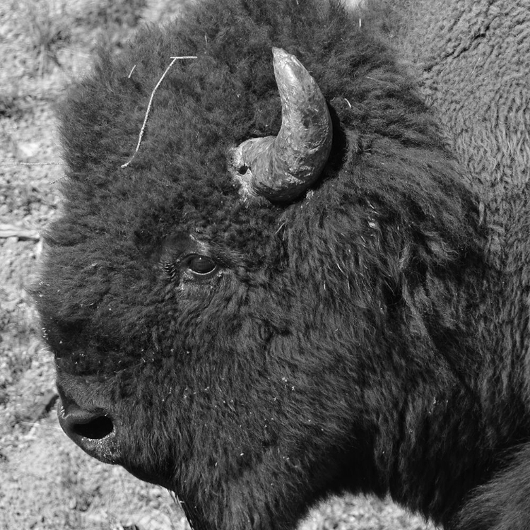 Picture of BUFFALO BABY 2