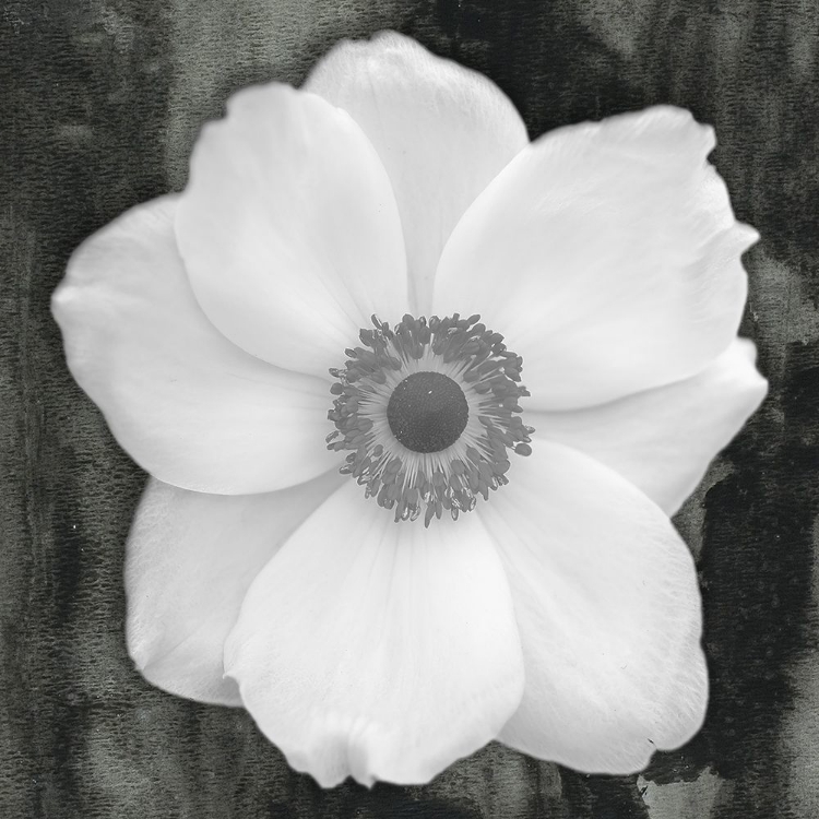 Picture of WHITE FLOWER