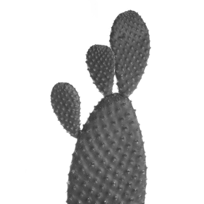 Picture of BLACK CACTUS