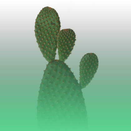 Picture of GREEN CACTUS