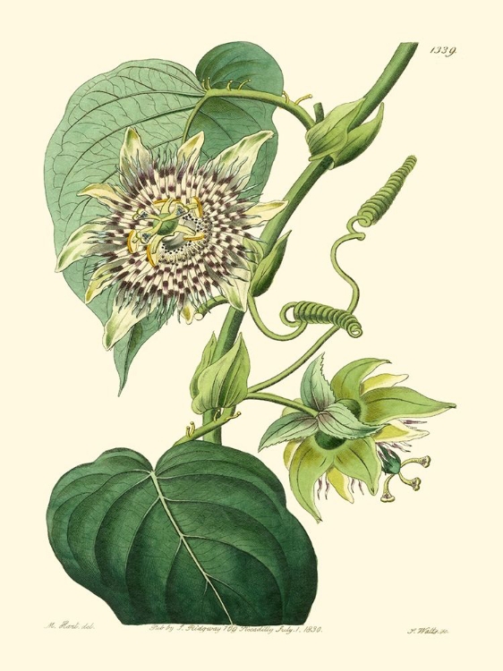 Picture of SMALL ANTIQUE PASSION FLOWER I