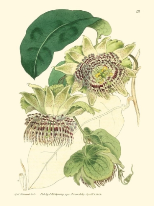 Picture of SMALL ANTIQUE PASSION FLOWER II