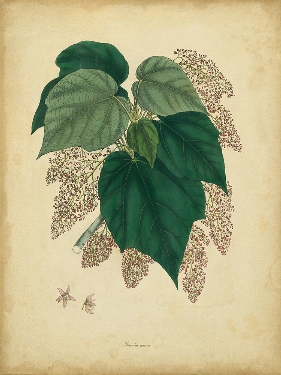 Picture of CUSTOM ENGELMANN BOTANICAL VII (GC)