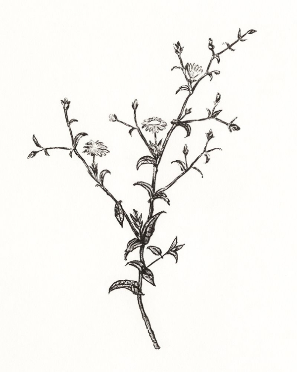 Picture of WILD BLOOM SKETCH II