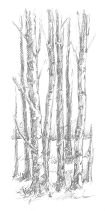 Picture of BIRCH TREE SKETCH I