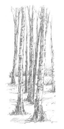 Picture of BIRCH TREE SKETCH II