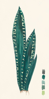 Picture of SNAKE PLANTS III