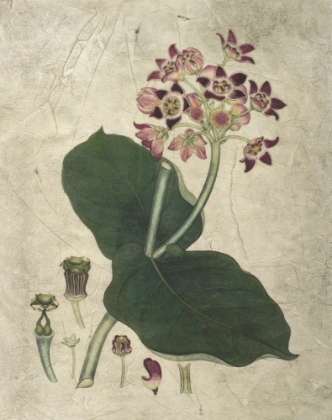 Picture of AUBERGINE FLORALS III