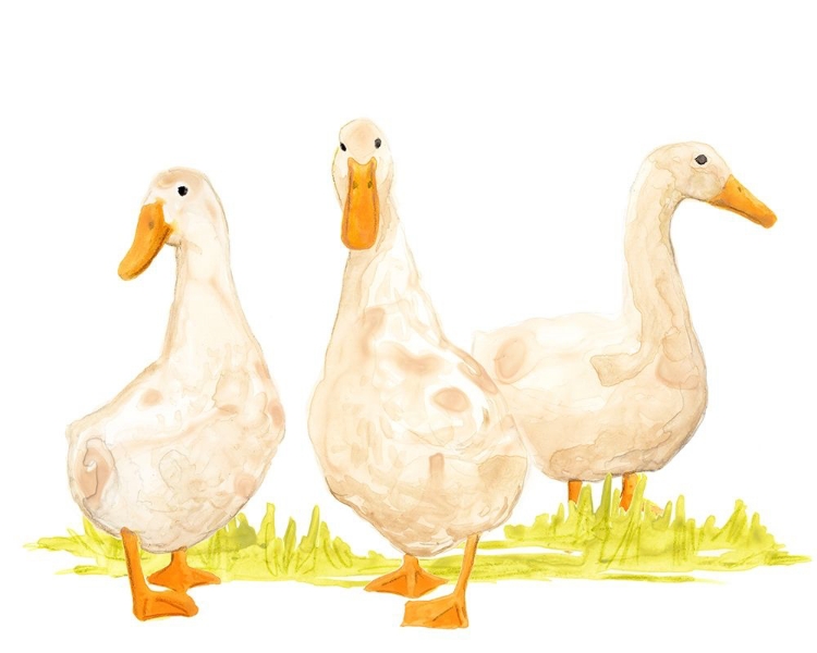 Picture of QUACK SQUAD II