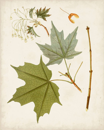 Picture of ANTIQUE LEAVES VII