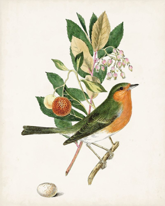 Picture of ANTIQUE BIRD-BOTANICAL AND EGG I