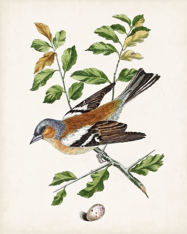 Picture of ANTIQUE BIRD-BOTANICAL AND EGG II