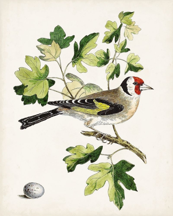 Picture of ANTIQUE BIRD-BOTANICAL AND EGG III