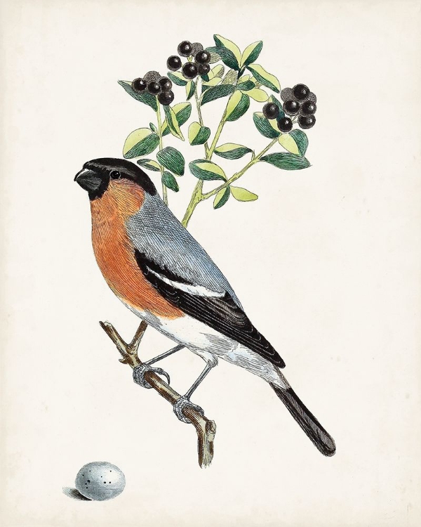 Picture of ANTIQUE BIRD-BOTANICAL AND EGG IV