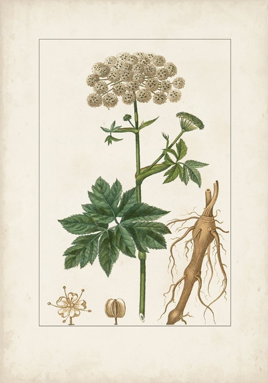 Picture of ANTIQUE TURPIN BOTANICAL I