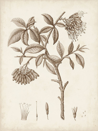 Picture of ANTIQUE SEPIA BOTANICALS I