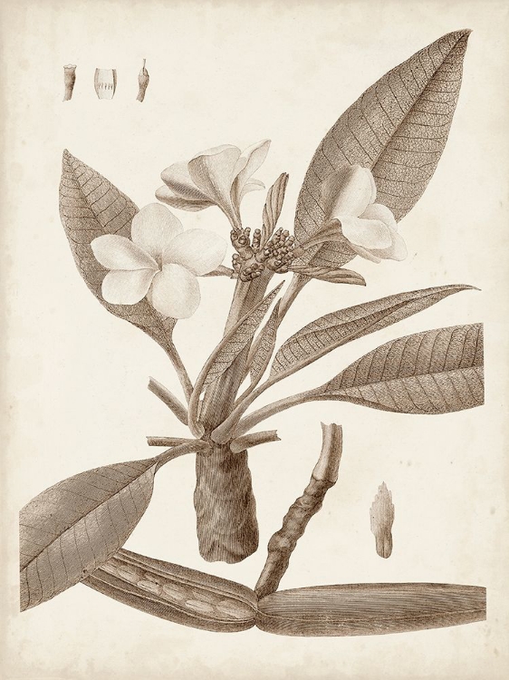 Picture of ANTIQUE SEPIA BOTANICALS II