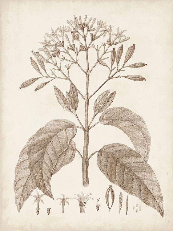 Picture of ANTIQUE SEPIA BOTANICALS III