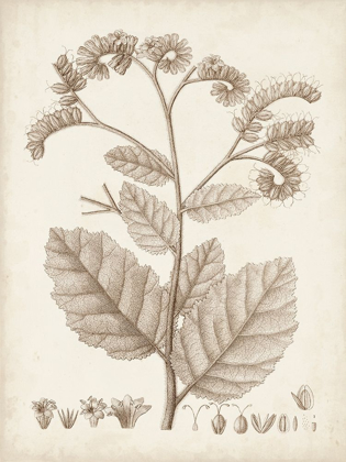 Picture of ANTIQUE SEPIA BOTANICALS IV