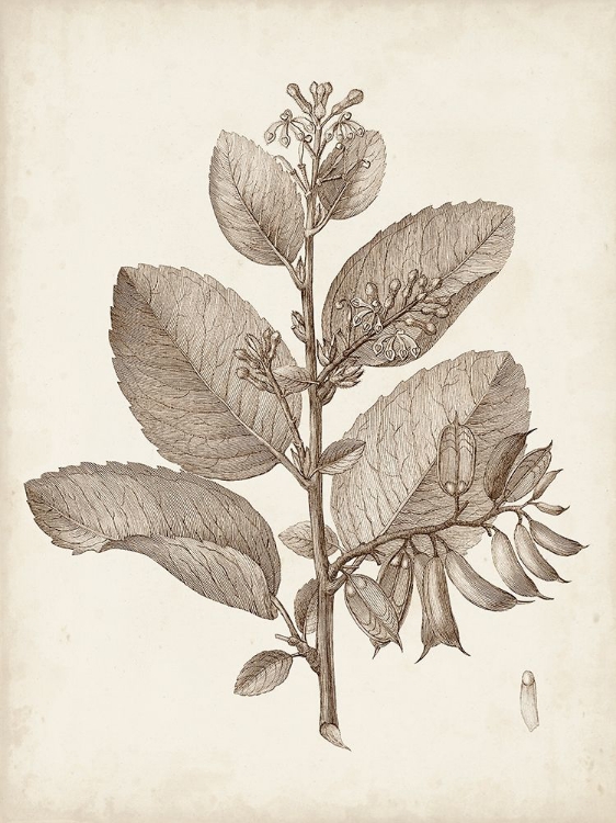 Picture of ANTIQUE SEPIA BOTANICALS V