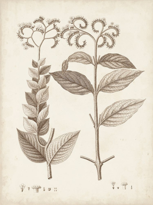 Picture of ANTIQUE SEPIA BOTANICALS VI