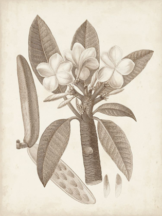 Picture of ANTIQUE SEPIA BOTANICALS VII