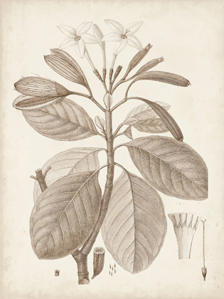 Picture of ANTIQUE SEPIA BOTANICALS VIII