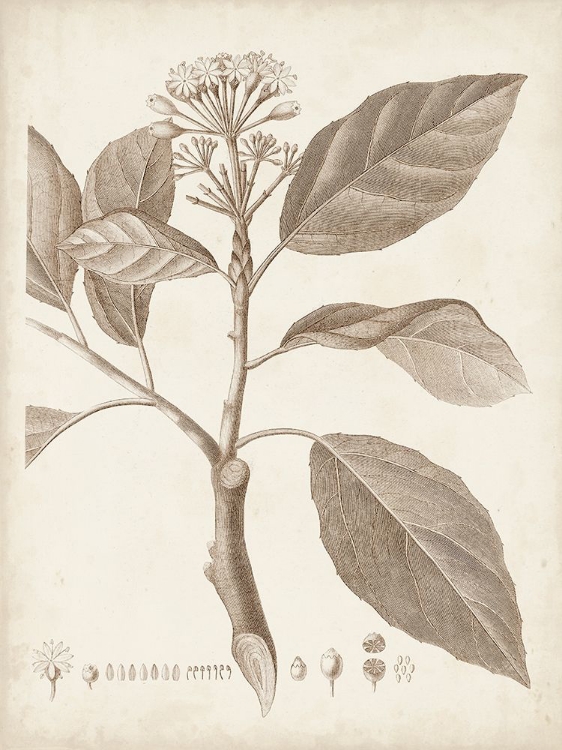 Picture of ANTIQUE SEPIA BOTANICALS IX