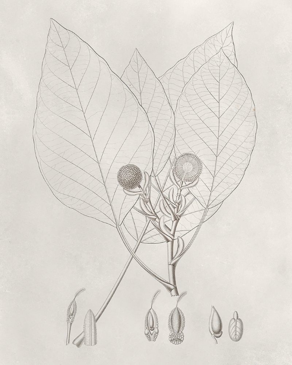 Picture of VINTAGE LEAVES V