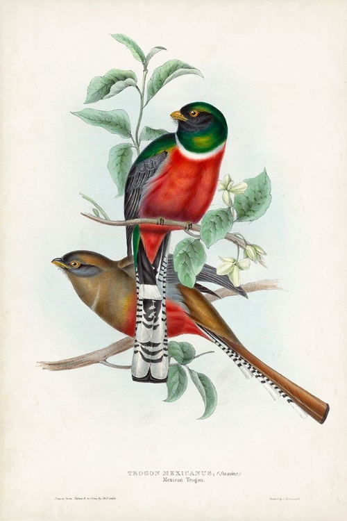 Picture of GOULD TROPICAL BIRDS II