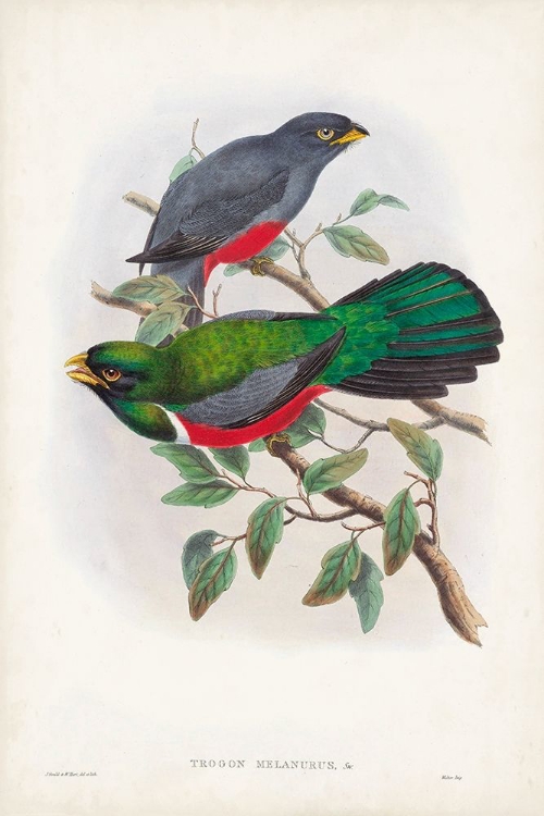 Picture of GOULD TROPICAL BIRDS III