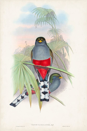 Picture of GOULD TROPICAL BIRDS IV