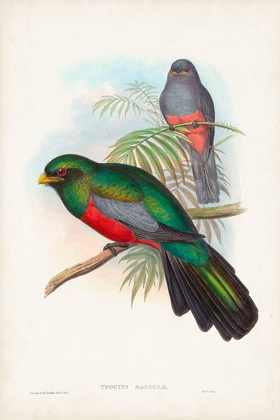 Picture of GOULD TROPICAL BIRDS V