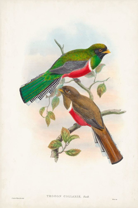 Picture of GOULD TROPICAL BIRDS VI